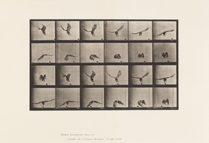 Tavola 771. Aquila americana; Volando vicino al suolo