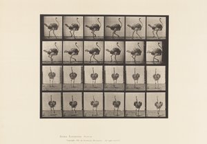 Tavola 772. Struzzo; Camminando da Eadweard Muybridge