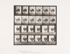 Tavola 773. Struzzo; Correndo da Eadweard Muybridge