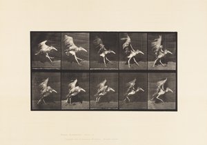 Tavola 775. Adjutant; Volo in corsa da Eadweard Muybridge