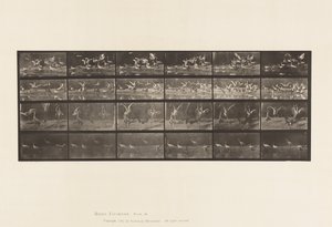 Tavola 777. Cicogne; ecc, A, B, C, D da Eadweard Muybridge