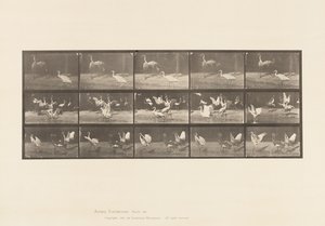 Tavola 778. Cicogne; ecc, A, B, C