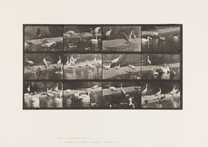Tavola 780. Cicogne; Cigni, ecc. da Eadweard Muybridge