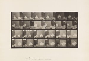 Tavola 781. Polli; Spaventati dal siluro da Eadweard Muybridge