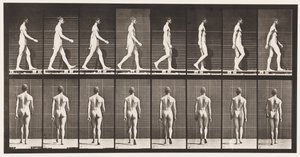 Piatto 8. Camminando da Eadweard Muybridge