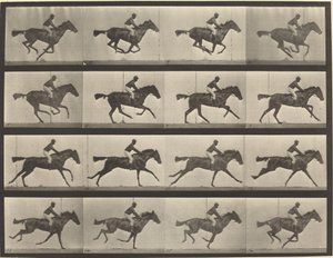 Tavola numero 626. Galoppo, cavalla baia purosangue, Annie G. da Eadweard Muybridge