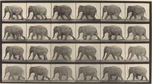 Piastra Numero 733. Elefante che Cammina da Eadweard Muybridge