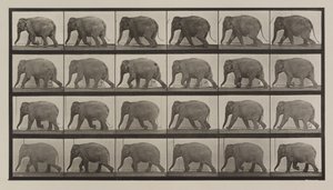 Tavola numero 733. Elefante che cammina da Eadweard Muybridge