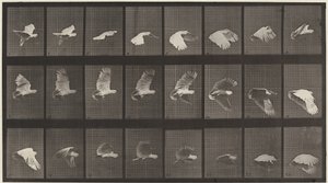 Tavola numero 758. Cacatua in volo