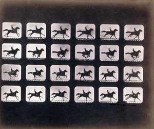 Corsa (Galoppo) di Eadweard J. Muybridge da Eadweard Muybridge
