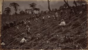 Impianto di una piantagione di caffè ad Antigua de Guatemala da Eadweard Muybridge