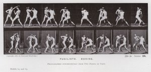 Figura umana in movimento: Pugili che boxano da Eadweard Muybridge