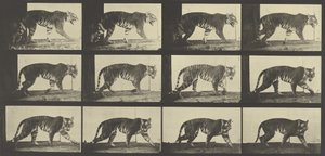 Tigre che cammina, Piatto 729 da Animal Locomotion, 1887