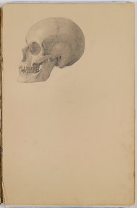 Libro di schizzi di anatomia
