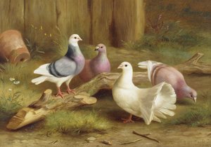 Colombe da Edgar Hunt