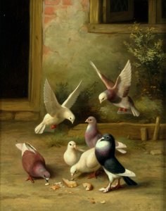 Colombe che si nutrono da Edgar Hunt