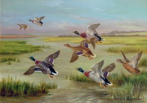 Anatre in volo (una di una coppia) da Edgar Hunt