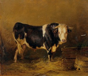 Toro nella stalla da Edmund Mahlknecht
