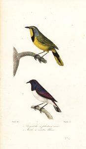 Bokmakierie e storno dal dorso violetto