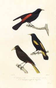 Specie di cacique e oropendola crestato