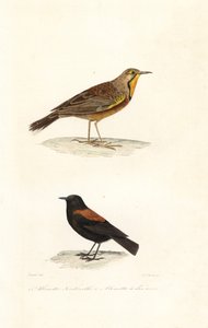 Allodola del Capo e negrito patagonico