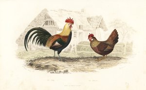 Gallo e gallina, Phasianus gallus