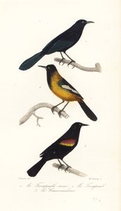 Gracula delle Grandi Antille, oriolo di Audubon e merlo dalle ali rosse