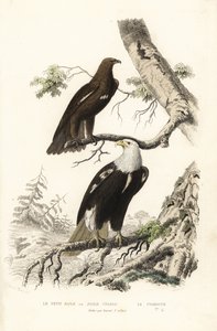 Aquila macchiata maggiore e aquila calva
