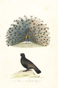 Pavone indiano e gallo cedrone occidentale