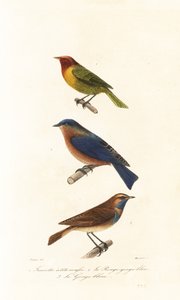 Parula di Nashville, azzurro orientale e pettazzurro da Edouard (after) Travies