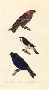 Ciuffolotto delle pinete, zigolo striato e tangara diadema
