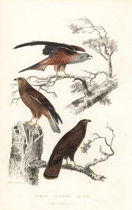 Nibbio reale, falco pecchiaiolo e poiana comune