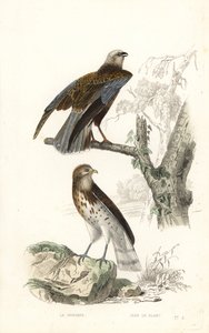 Falco di palude occidentale e aquila dei serpenti a dita corte