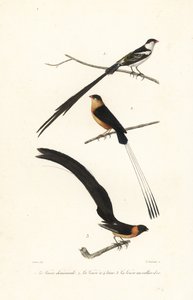 Uccelli Whydah da Edouard (after) Travies