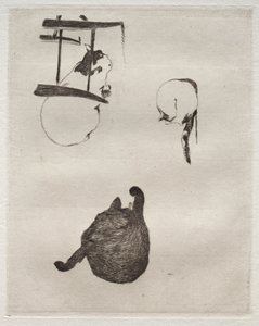 I gatti
