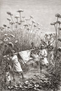 Il dottor David Livingstone trasportato negli ultimi chilometri fino al villaggio di Tchitammbo, Africa, poco prima della sua morte, illustrazione da "Il mondo nelle mani", inciso da Henri Theophile Hildibrand da Edouard Riou
