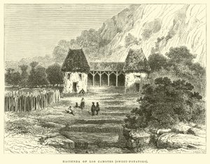 Hacienda di Los Camotes, Patate dolci da Edouard Riou