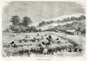 Raccolta delle foglie di coca nella valle di Ituata, disegno di E. Riou, per illustrare il viaggio nella regione del Titicaca e nelle valli dell