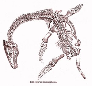 Plesiosaurus macrocephalus da Edouard Riou