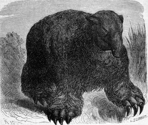 Preistoria: rappresentazione di un megaterio (bradipo terrestre della famiglia degli elefanti). Incisione di Edouard Riou (1833-1900) della fine del XIX secolo da Edouard Riou