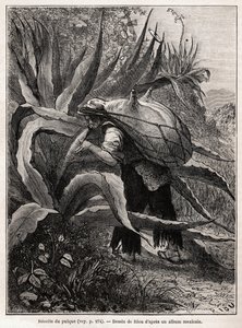 La raccolta del pulque, una bevanda tradizionale azteca, disegno di Riou, per illustrare il viaggio in Messico di E. Vigneaux, nel 1854-1855. Incisione in "Le tour du monde" da Edouard Riou