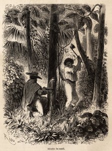 La raccolta del sandi, un albero la cui linfa lattiginosa è sia molto nutriente che serve come calafataggio per canoe in Venezuela e Perù. Disegno di Riou, per illustrare il viaggio dall