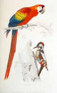 1. Ara Aracanga. 2. Picchio rosso maggiore da Edouard Travies