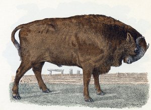 Uro - "Alfabeto illustrato degli animali" XIX secolo (incisione)