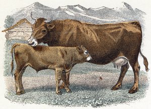 Vitello mucca - "Alfabeto illustrato degli animali" XIX secolo (incisione) da Edouard Travies