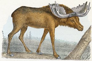 Alce - "Alfabeto illustrato degli animali" XIX secolo (incisione)