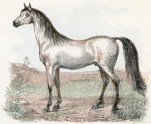 Cavallo - 