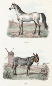 Cavallo e asino, 