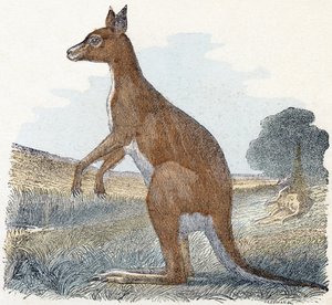 Canguro - 