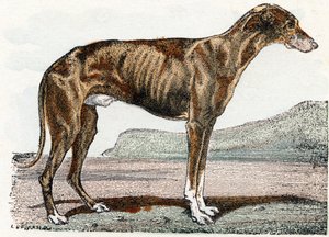 Levriero - "Alfabeto illustrato degli animali" XIX secolo (incisione)